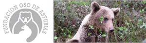 Imagen noticia - Fundación Oso de Asturias. Descubre la Navidad del oso